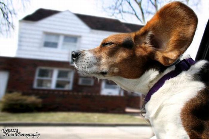 dog with his head out of the car window