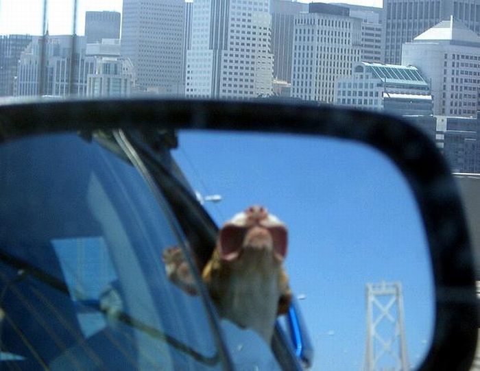 dog with his head out of the car window