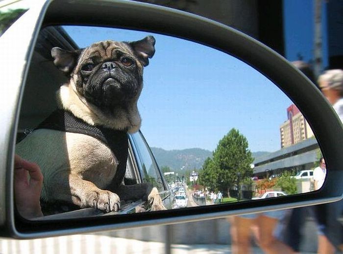 dog with his head out of the car window