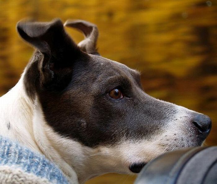 dog with his head out of the car window