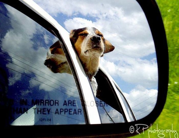 dog with his head out of the car window