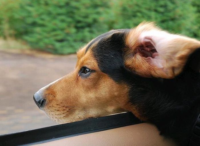 dog with his head out of the car window