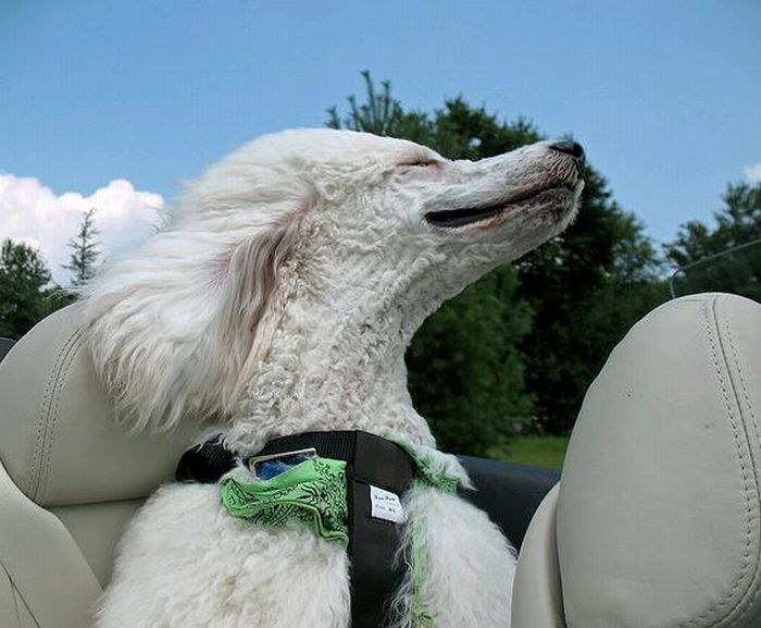 dog with his head out of the car window