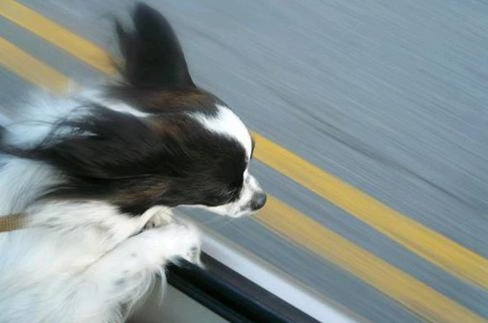 dog with his head out of the car window