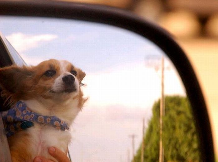 dog with his head out of the car window