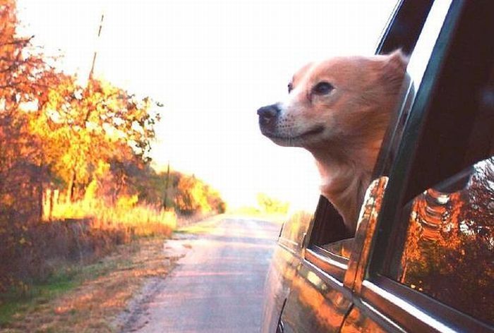 dog with his head out of the car window