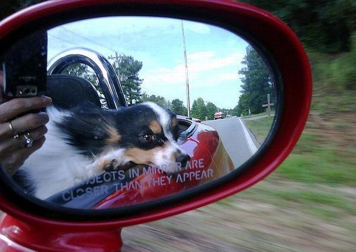 dog with his head out of the car window