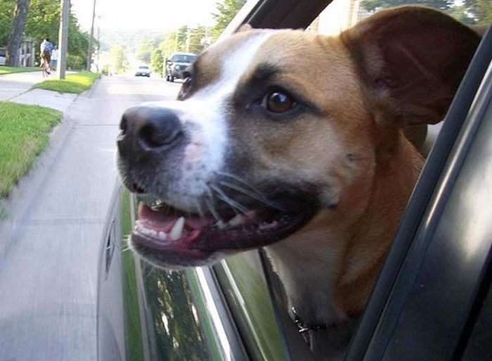 dog with his head out of the car window