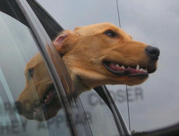 dog with his head out of the car window