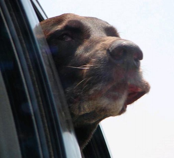 dog with his head out of the car window