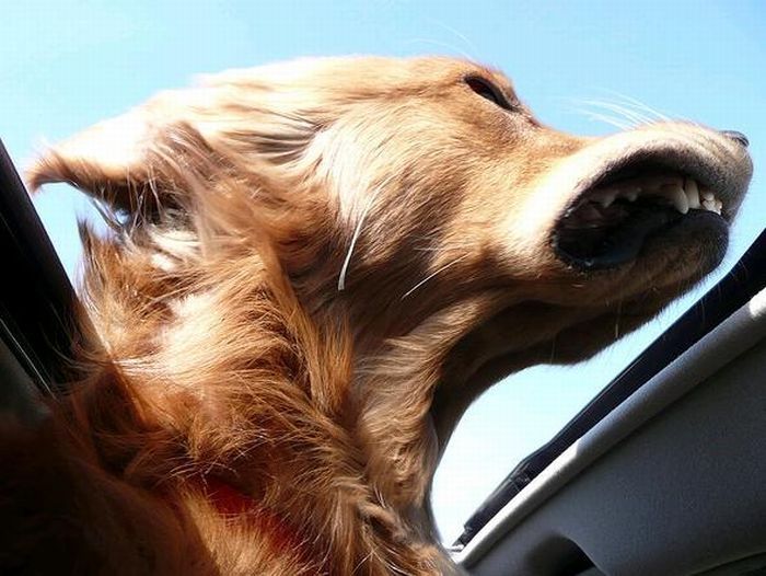 dog with his head out of the car window