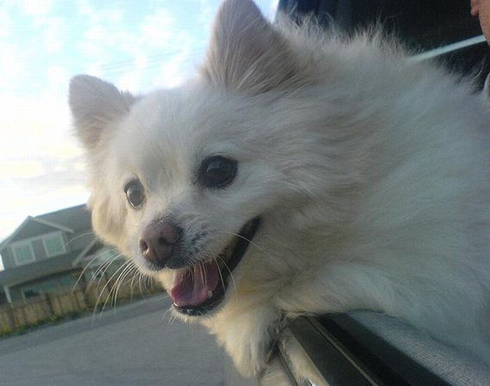 dog with his head out of the car window