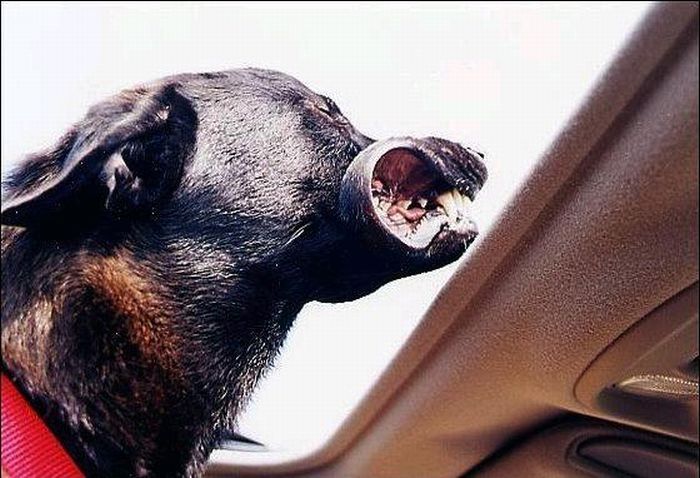 dog with his head out of the car window