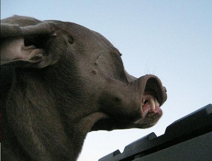 dog with his head out of the car window