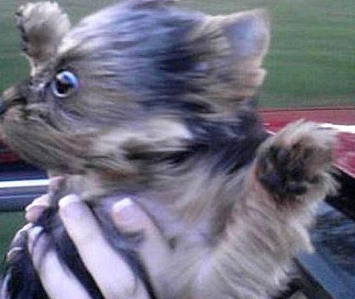 dog with his head out of the car window