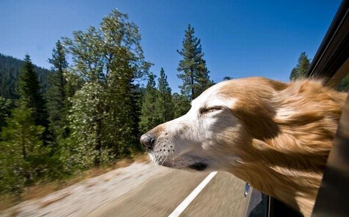 dog with his head out of the car window