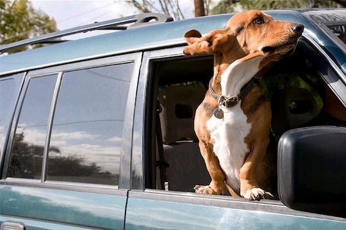 dog with his head out of the car window