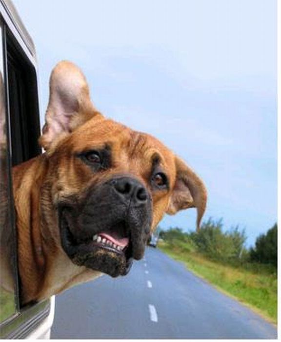 dog with his head out of the car window