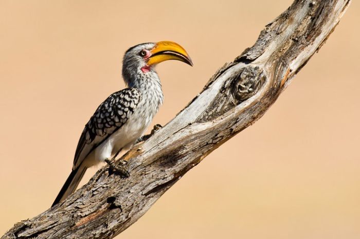 Nature and wild animals by Gorazd Golob