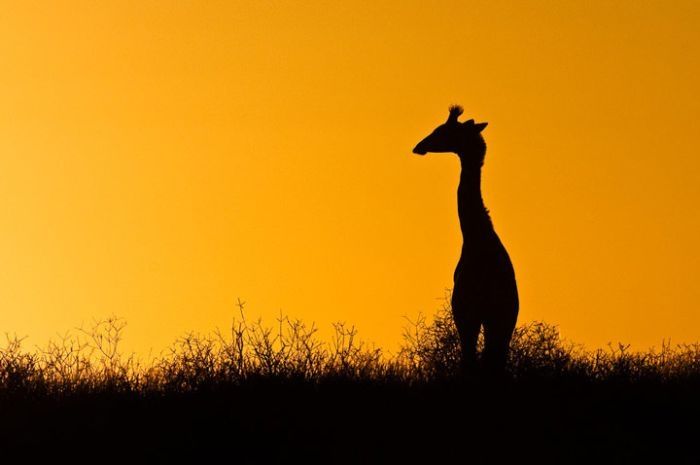 Nature and wild animals by Gorazd Golob