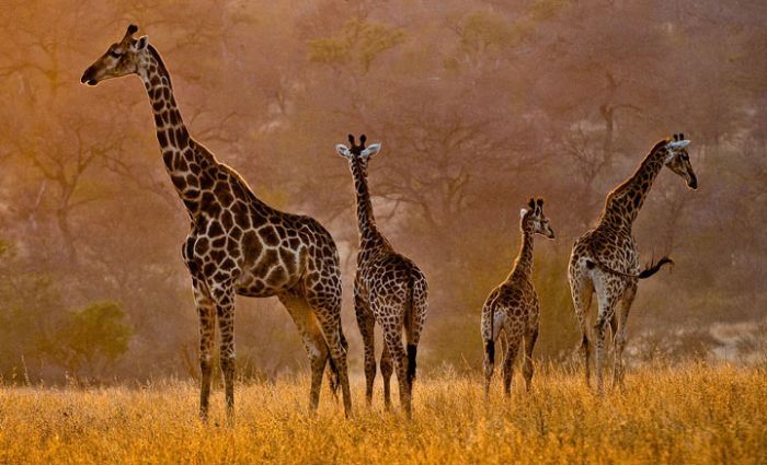 Nature and wild animals by Gorazd Golob
