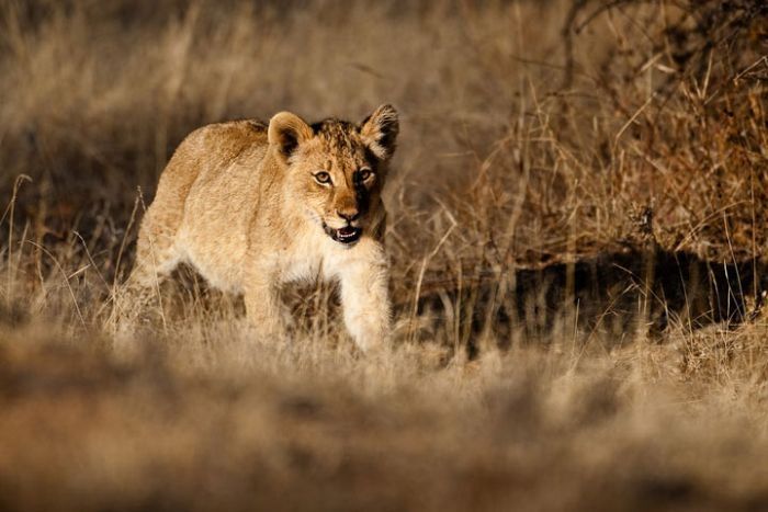 Nature and wild animals by Gorazd Golob