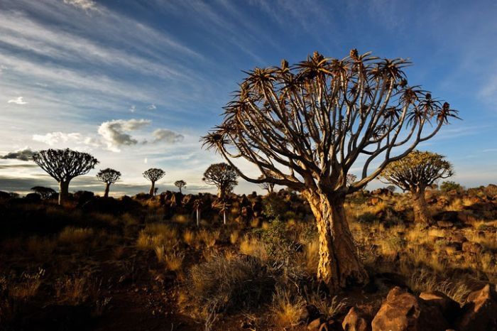 Nature and wild animals by Gorazd Golob