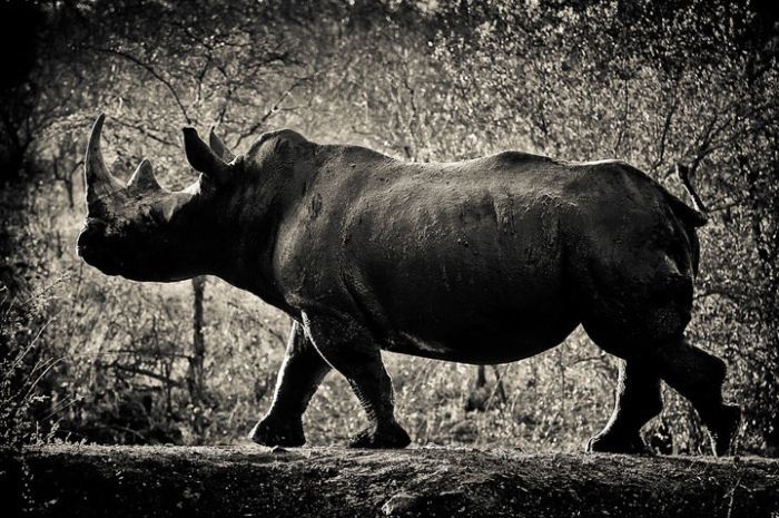 Nature and wild animals by Gorazd Golob