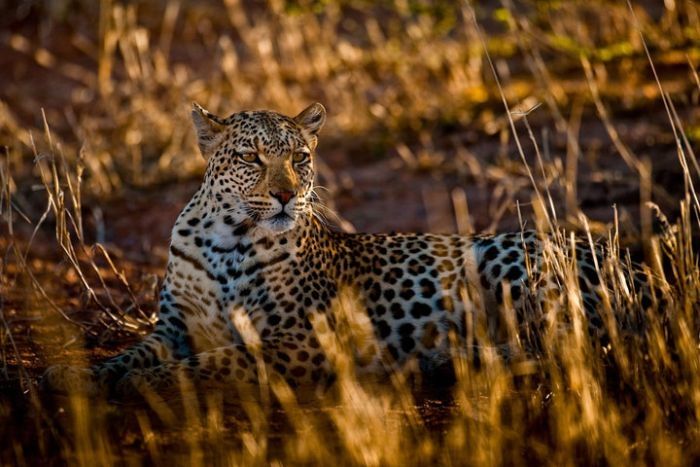 Nature and wild animals by Gorazd Golob