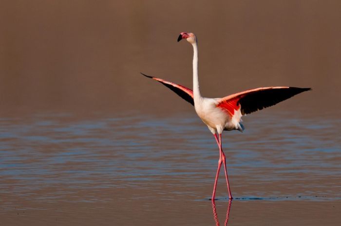 Nature and wild animals by Gorazd Golob