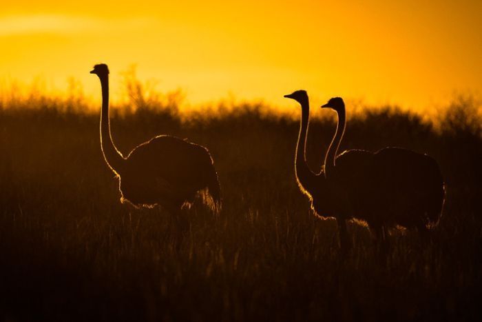 Nature and wild animals by Gorazd Golob