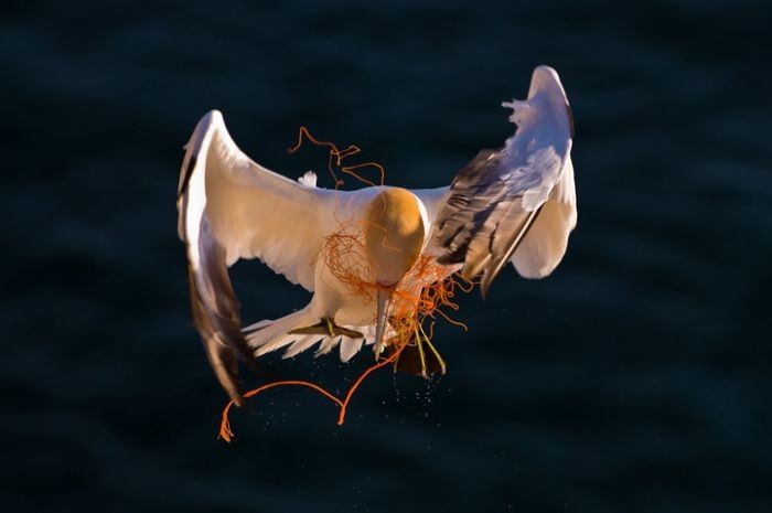 Nature and wild animals by Gorazd Golob