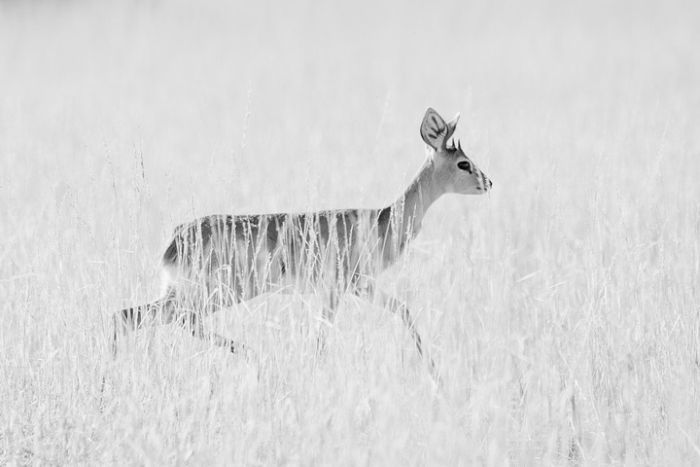 Nature and wild animals by Gorazd Golob