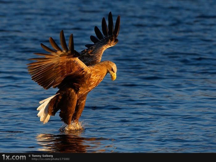 bird photography