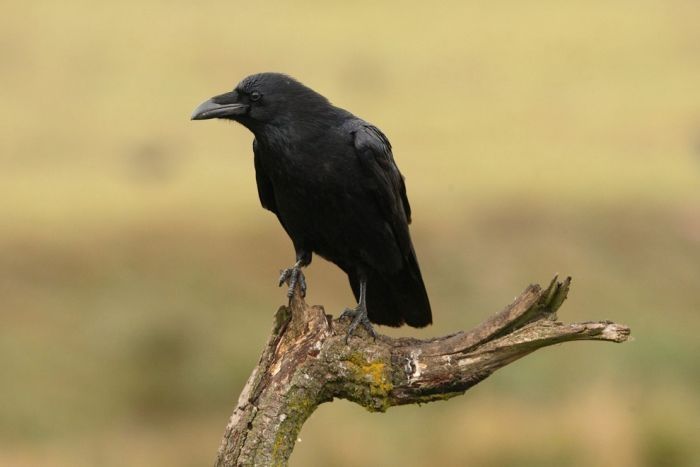 bird photography