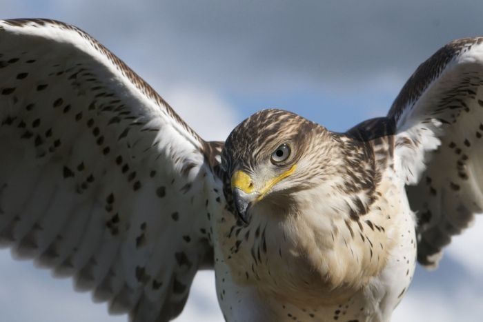 bird photography