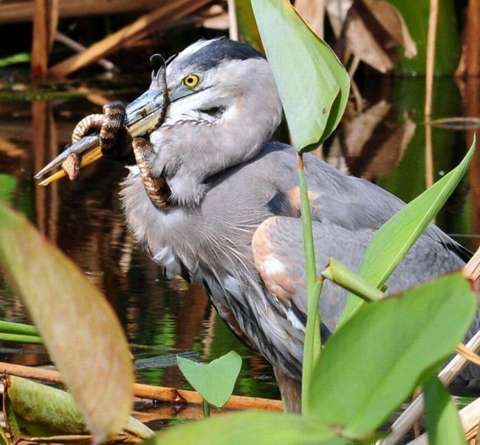 bird photography