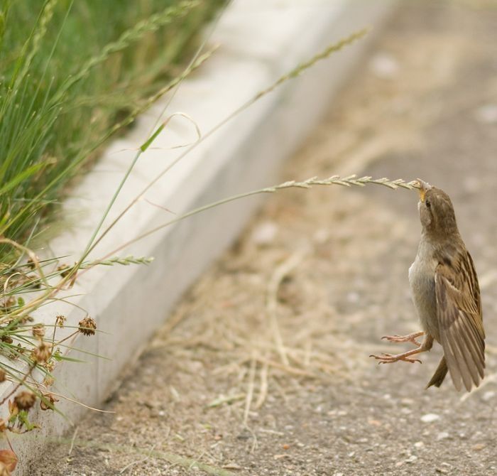 bird photography