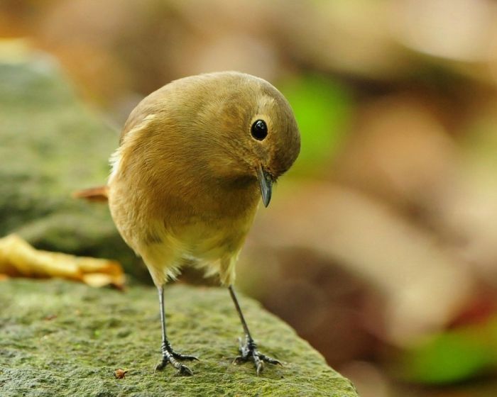 bird photography