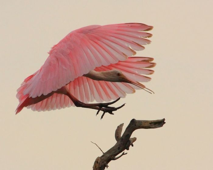 bird photography