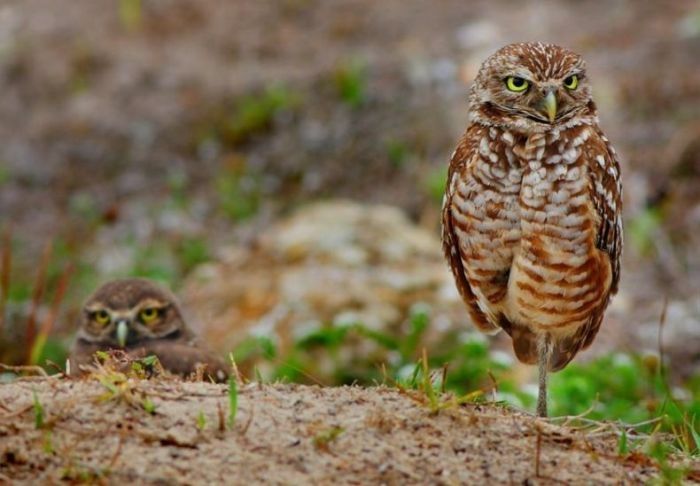 bird photography