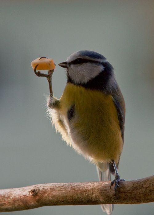 bird photography