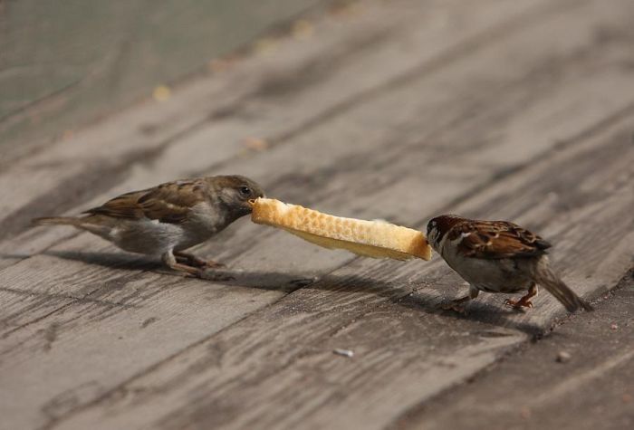 bird photography