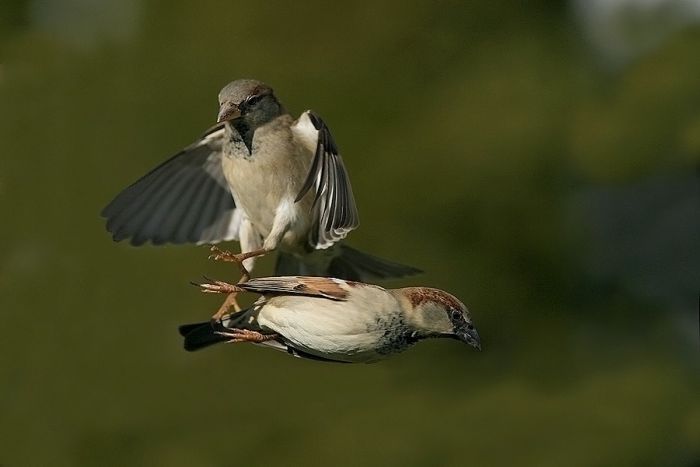 bird photography