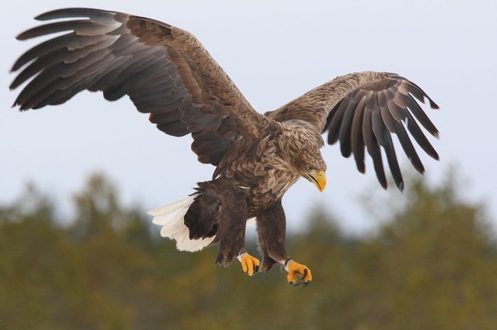 bird photography