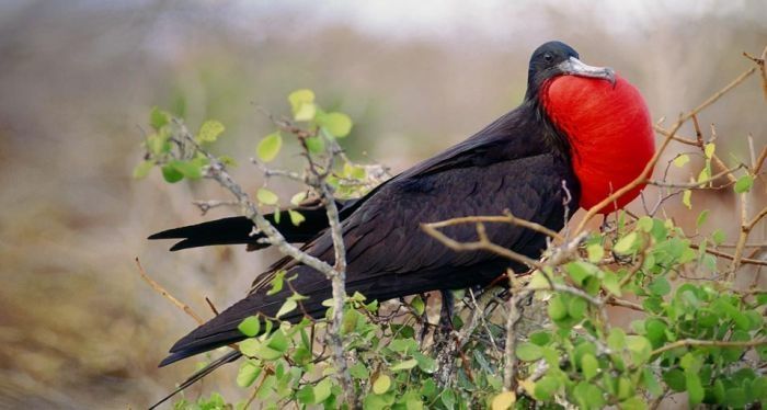 bird photography