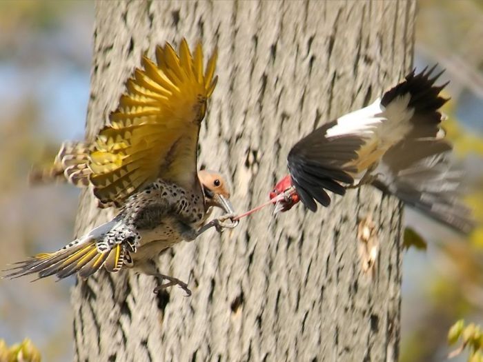 bird photography