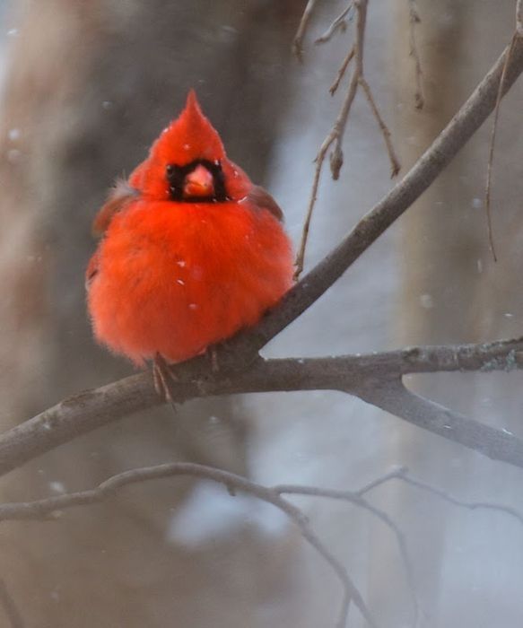 bird photography