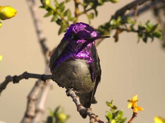 bird photography