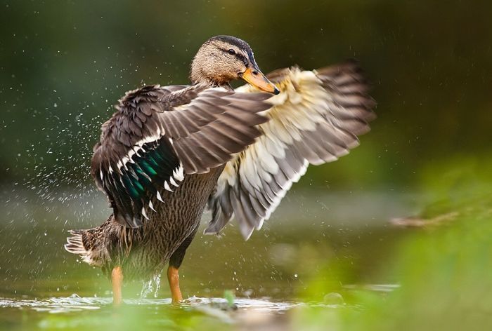 bird photography